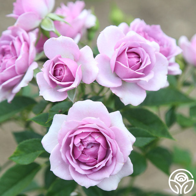  Veranda® Lavender