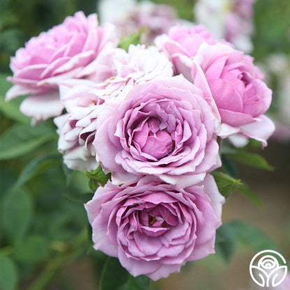  Veranda® Lavender