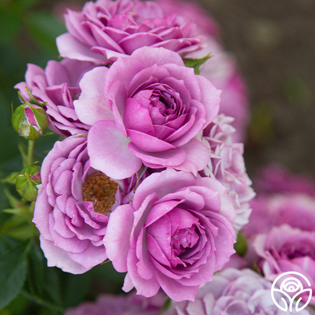  Veranda® Lavender