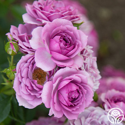  Veranda® Lavender