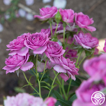  Veranda® Lavender