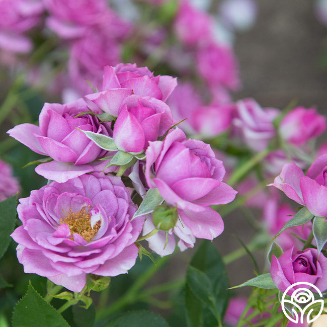  Veranda® Lavender