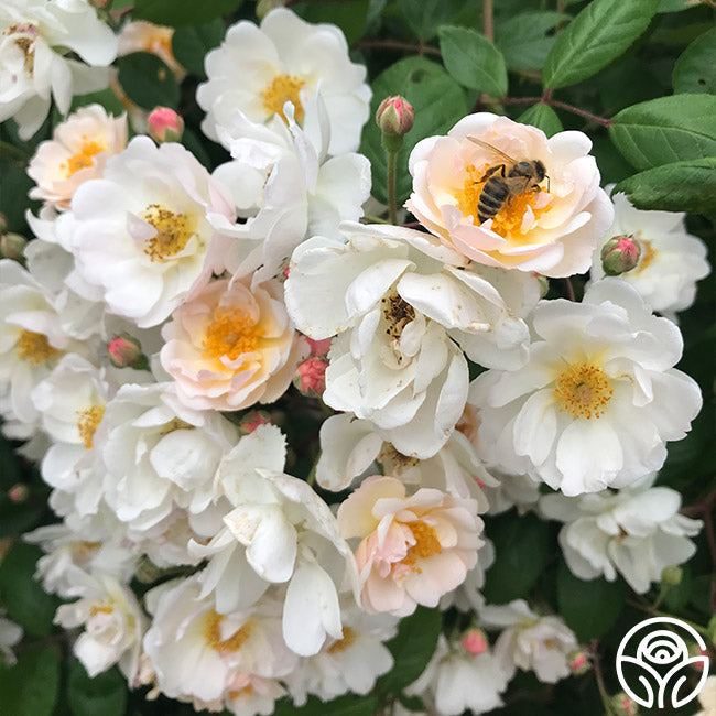  Never Forget Rose®