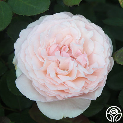  Parfuma® Bliss