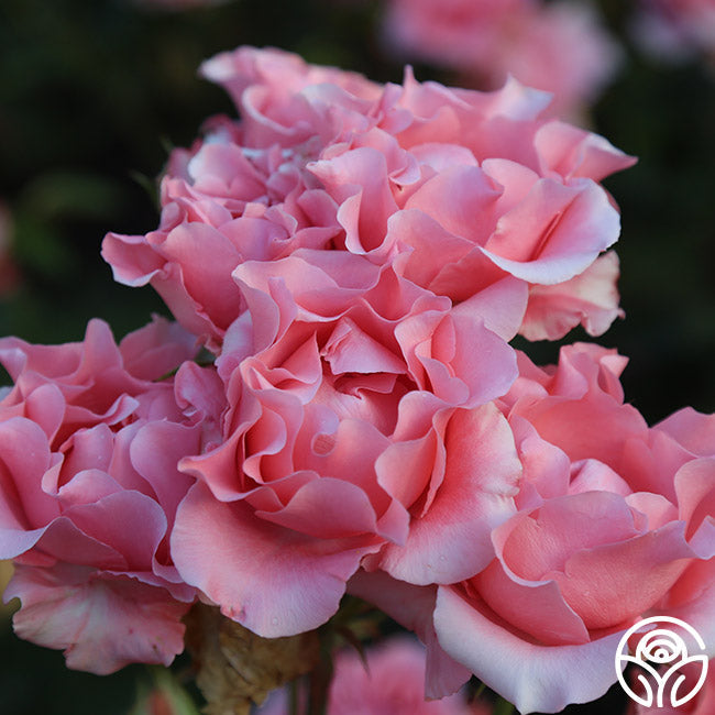  Paris De Yves St. Laurent ™