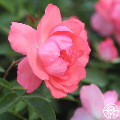  Passionate Kisses®