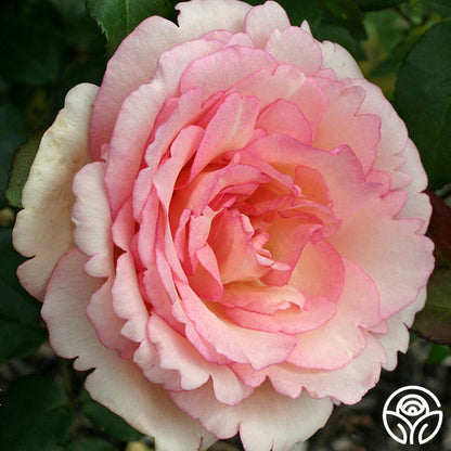  Eleganza® Pink Enchantment®