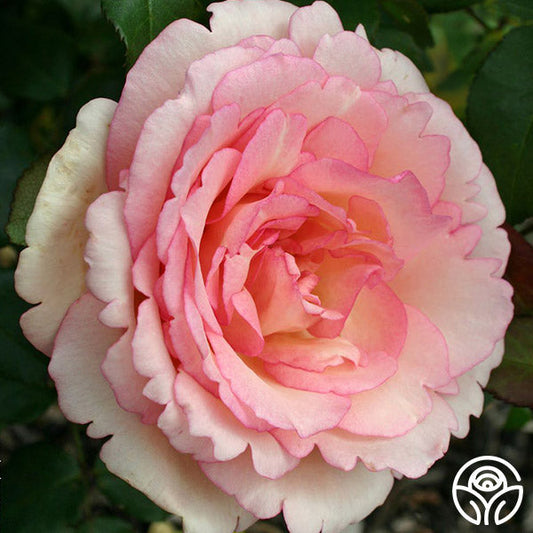  Eleganza® Pink Enchantment®