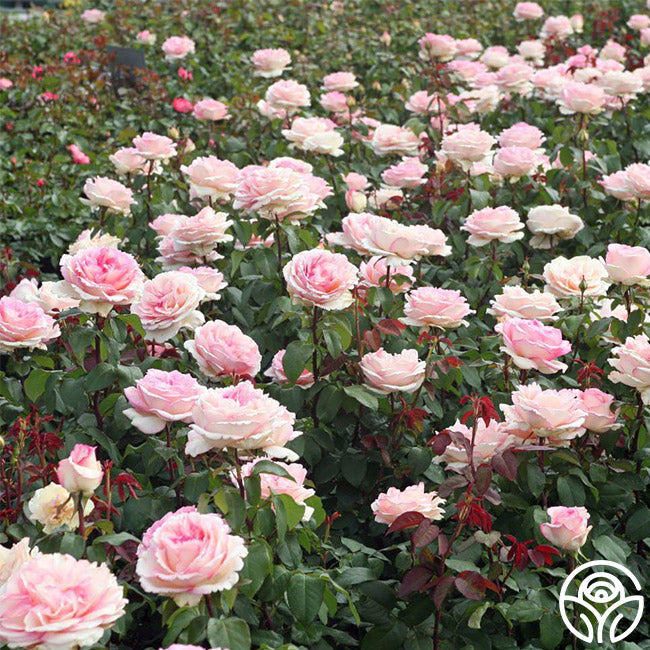  Eleganza® Pink Enchantment®