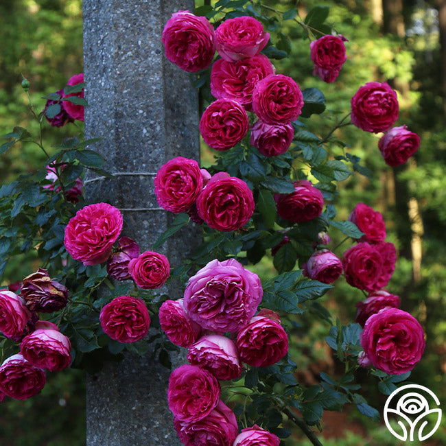  Pretty In Pink Eden Climber®