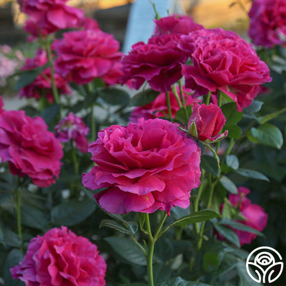  Pretty Lady Rose™