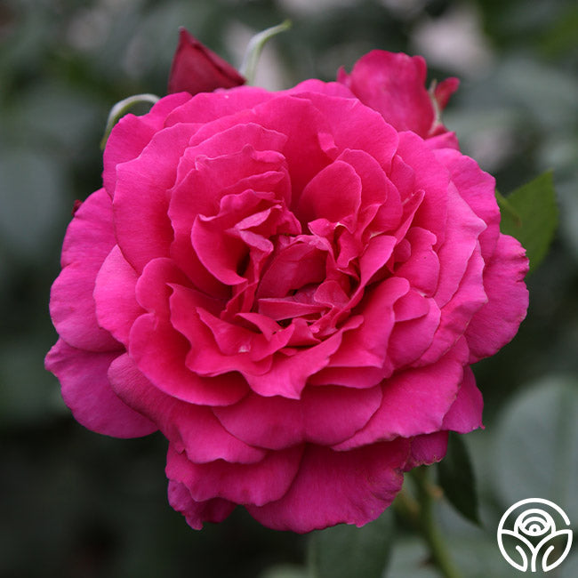  Pretty Lady Rose™