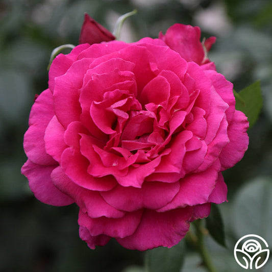  Pretty Lady Rose™