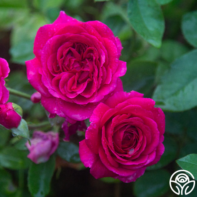  Princess Elise™