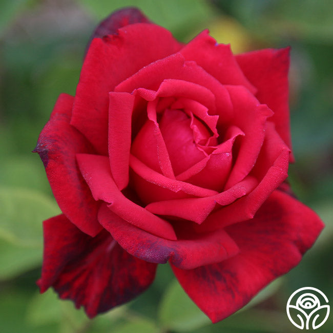  Red Masterpiece®