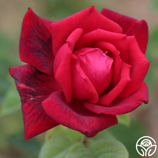  Red Masterpiece®