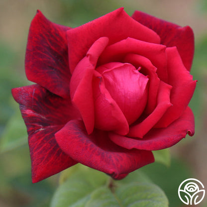  Red Masterpiece®
