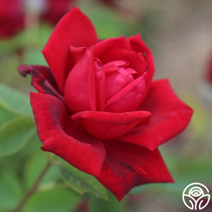  Red Masterpiece®