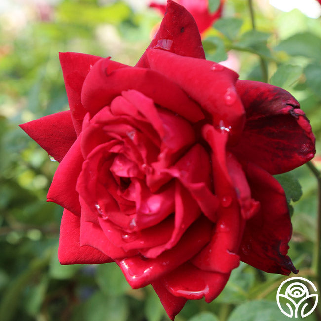  Red Masterpiece®