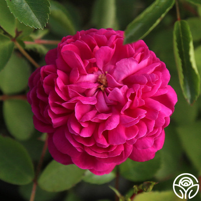  Rose De Rescht