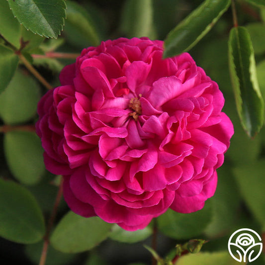  Rose De Rescht