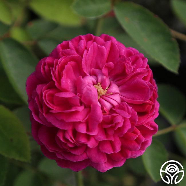  Rose De Rescht
