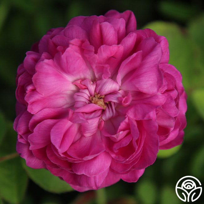  Rose De Rescht