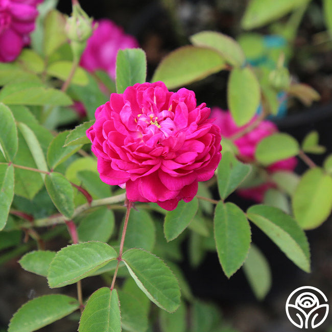  Rose De Rescht