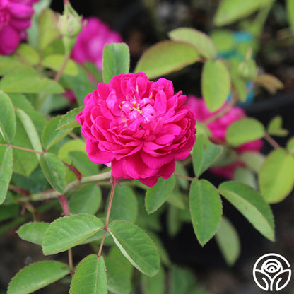  Rose De Rescht