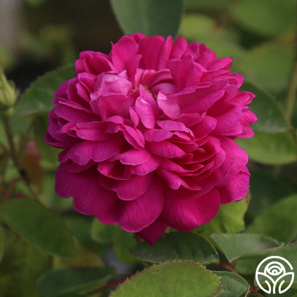  Rose De Rescht