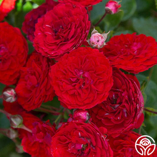  Veranda® Roxanne