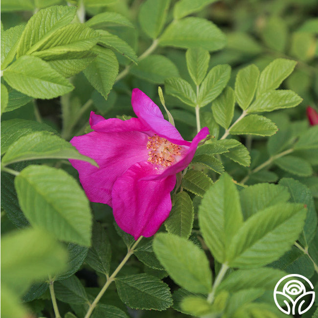  Scabrosa