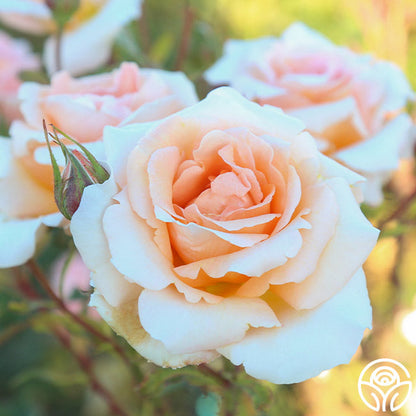  Special Occasion