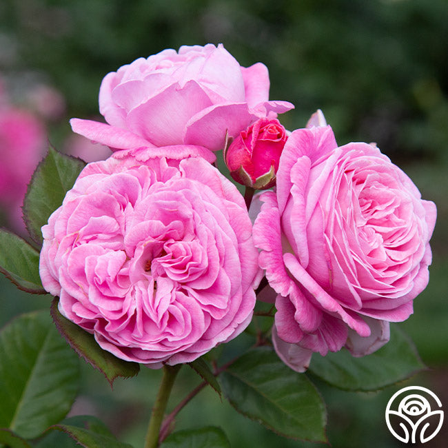  Parfuma® Summer Romance