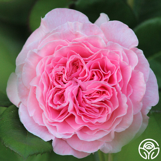  Parfuma® Summer Romance