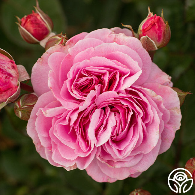  Parfuma® Summer Romance