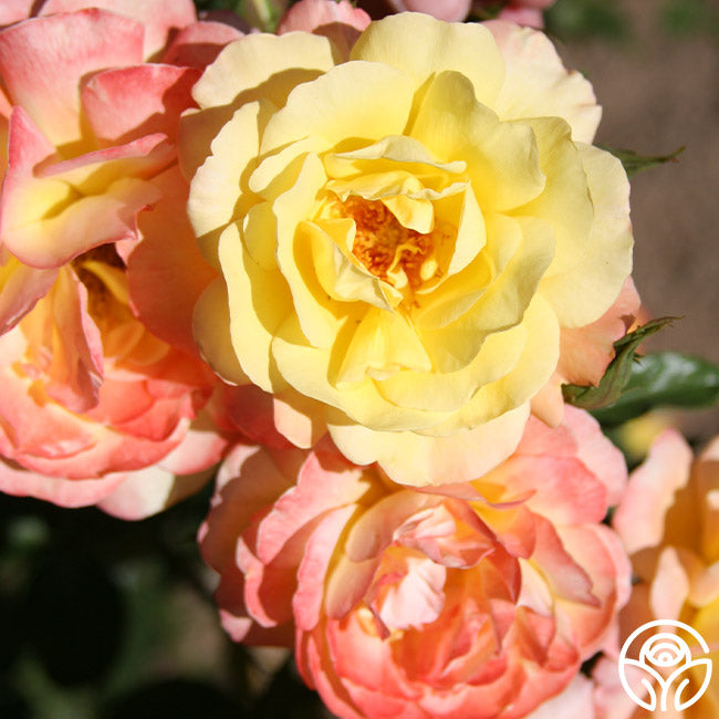  Sunny Abundance