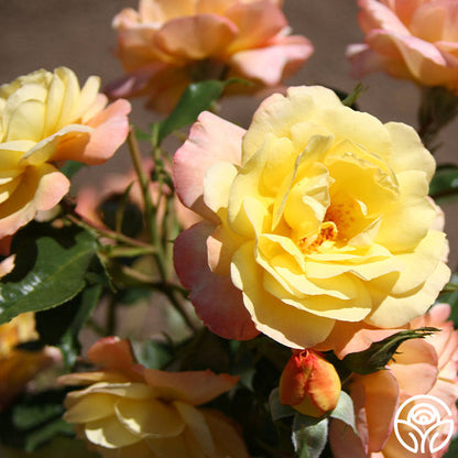  Sunny Abundance
