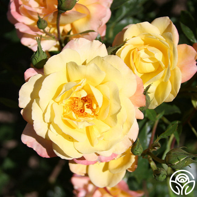  Sunny Abundance