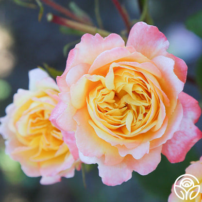  Sunny Abundance