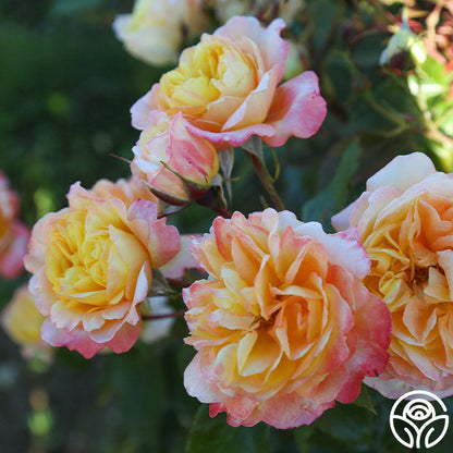  Sunny Abundance