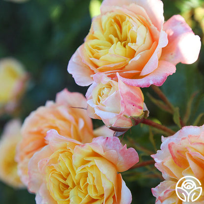  Sunny Abundance