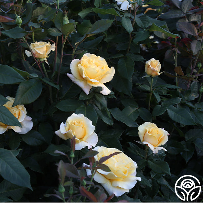  Eleganza® Sunny Sky