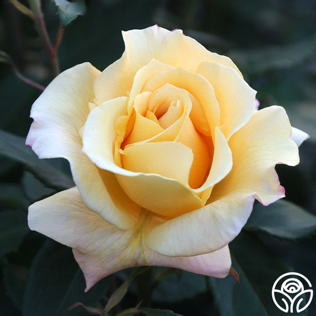  Eleganza® Sunny Sky