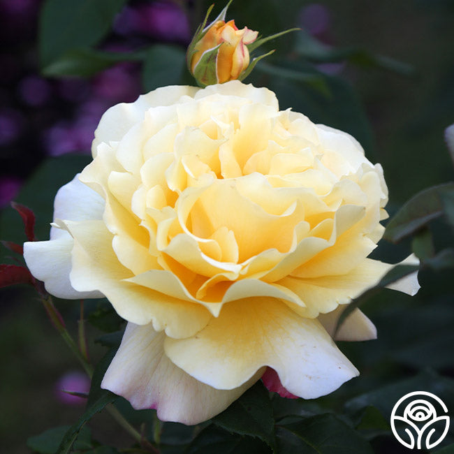  Eleganza® Sunny Sky
