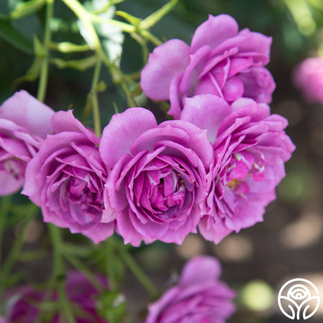  Veranda® Lavender