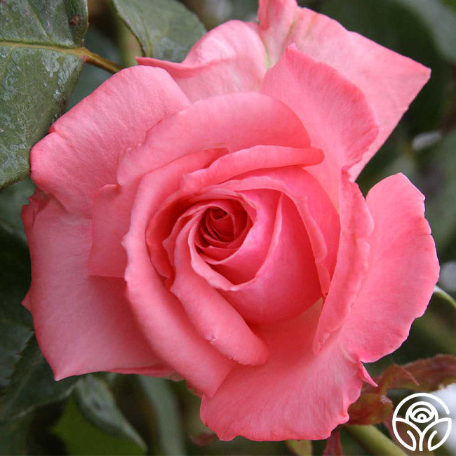  Agatha Christie