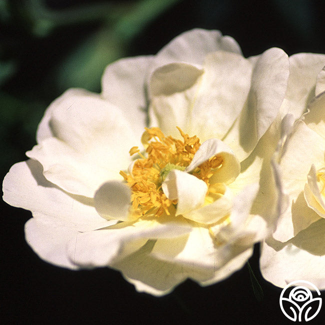  Rosa Rugosa Alba Plena