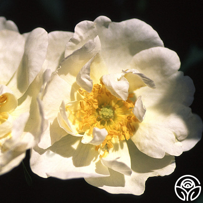  Rosa Rugosa Alba Plena
