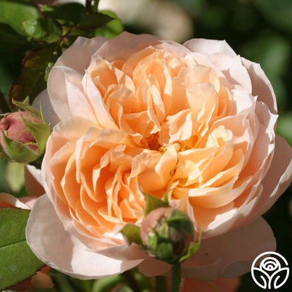  Ambridge Rose®
